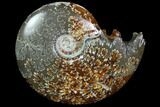 Polished, Agatized Ammonite (Cleoniceras) - Madagascar #97322-1